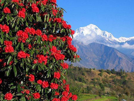 फूल फुल्ने ३१२ प्रजातिका वनस्पति नेपालमा मात्र पाइने