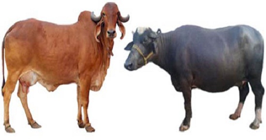 दूध बेचेर चलेको जीवन