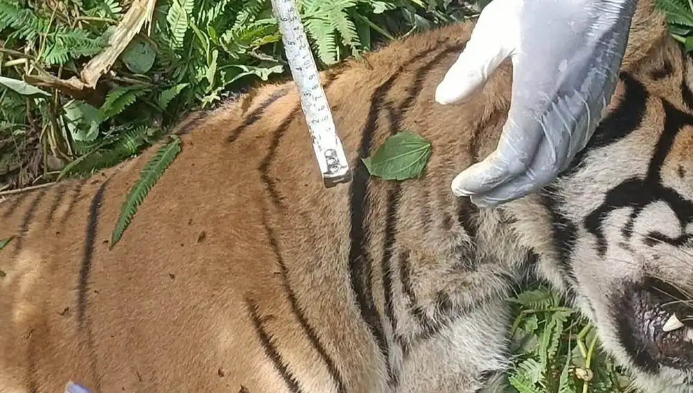 बर्दियाबाट बाघ नियन्त्रणमा